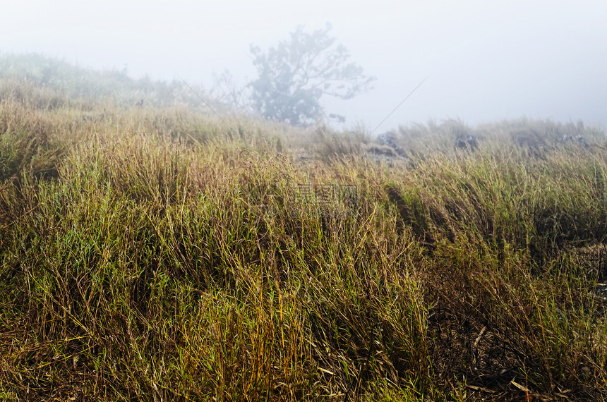 雾山中的青草天气海拔天空高度薄雾图片