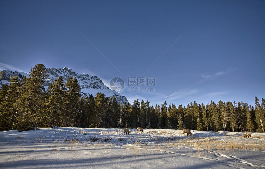 冬天的野鹿野生动物麋鹿荒野男性游戏哺乳动物图片