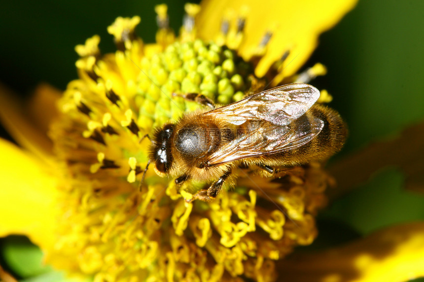 工作蜜蜂生物学花蜜花瓣防御营养昆虫享受自由收集蜂蜜图片