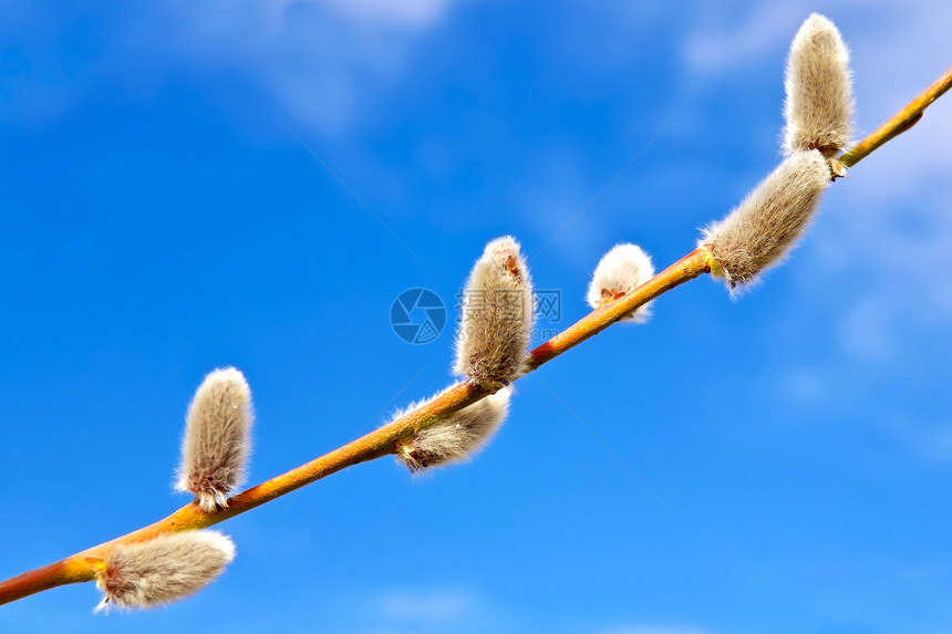 柳树对蓝天叶子季节植物蓝色地面阳光植物群花粉生活生长图片