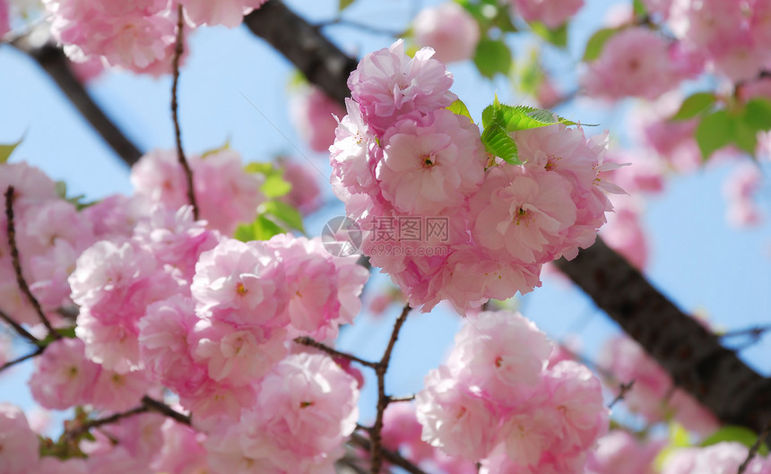 粉红鲜花闪光的樱花 近镜头图片