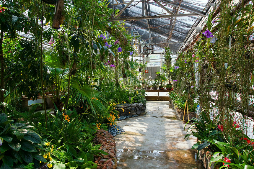生长植物的温室内 种植植物图片