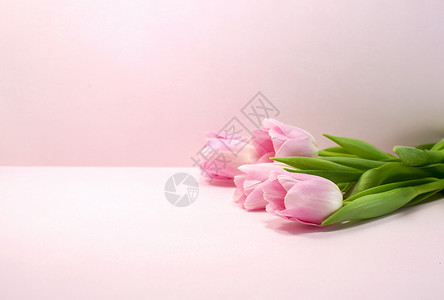 粉红玫瑰花绿色郁金香背景图片