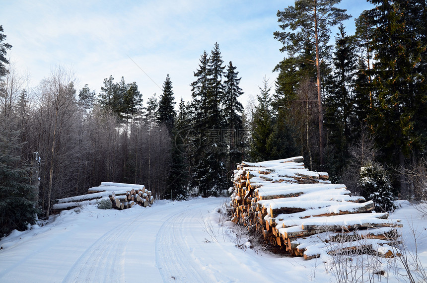 冬季土地上的木材堆图片