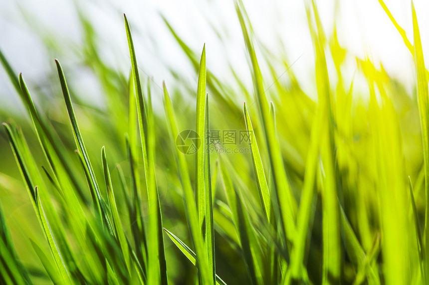 阳光中的新绿草季节宏观叶子植物学环境草地生长小麦雨滴生物学图片