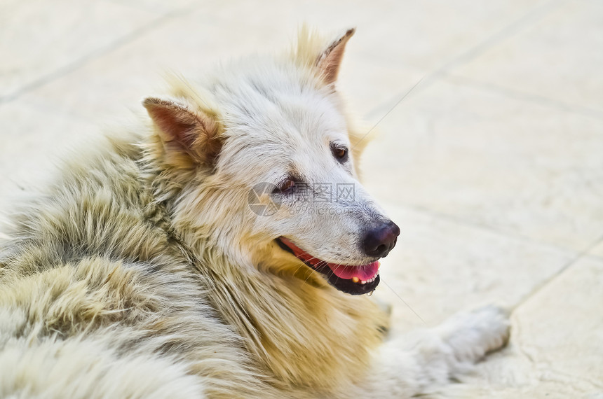 白狗正在寻找猎犬工作室犬类宠物金发女郎哺乳动物白色褐色图片