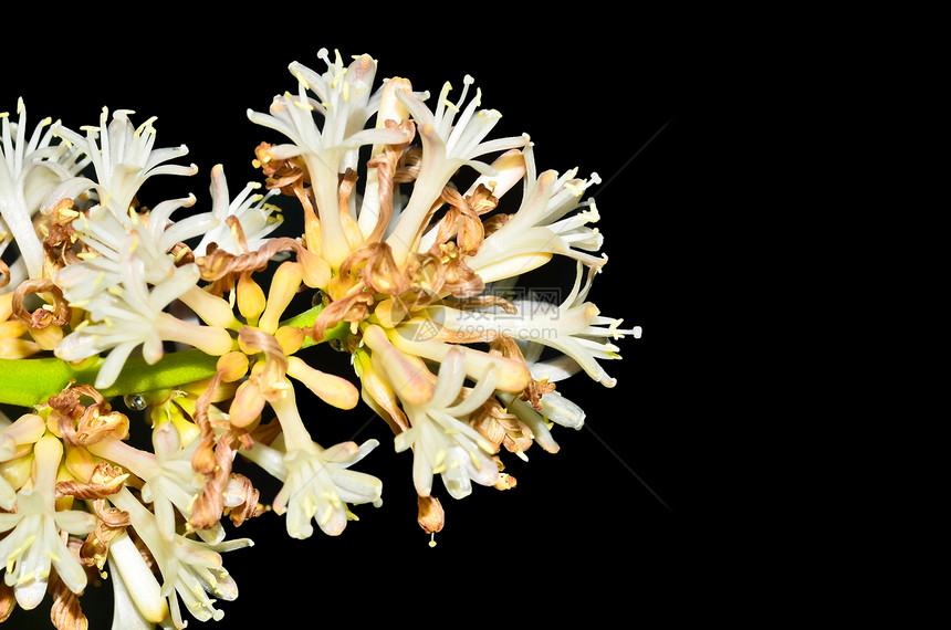 德拉卡埃纳斯女王生长阳光花瓣颜色叶子生态概念风光植物绿色图片