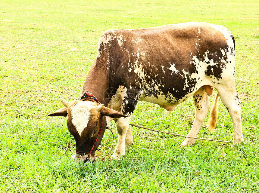 牛在绿草上场地蓝色农田草本植物动物土地牛肉奶牛哺乳动物晴天图片