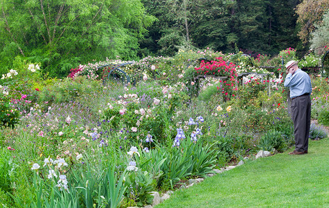 雨后英国花园影像成人男性花朵叶子绿色前辈色彩老人背景图片