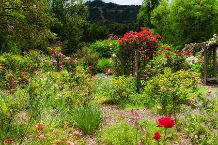 雨后英国花园花朵色彩叶子绿色影像高清图片
