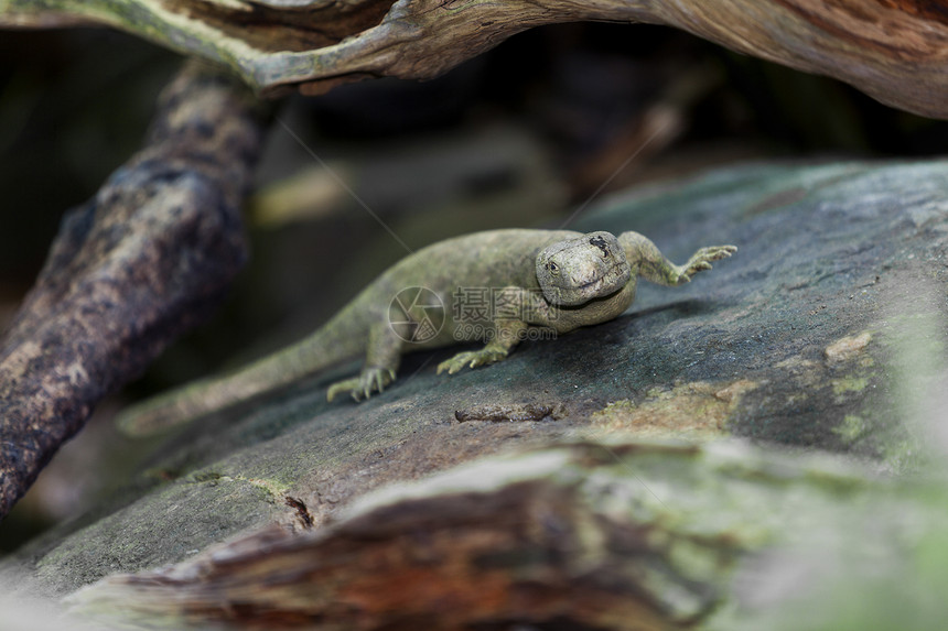 爬行动物动物爬虫绿色热带气候后端植物皮革鬣蜥野生动物图片