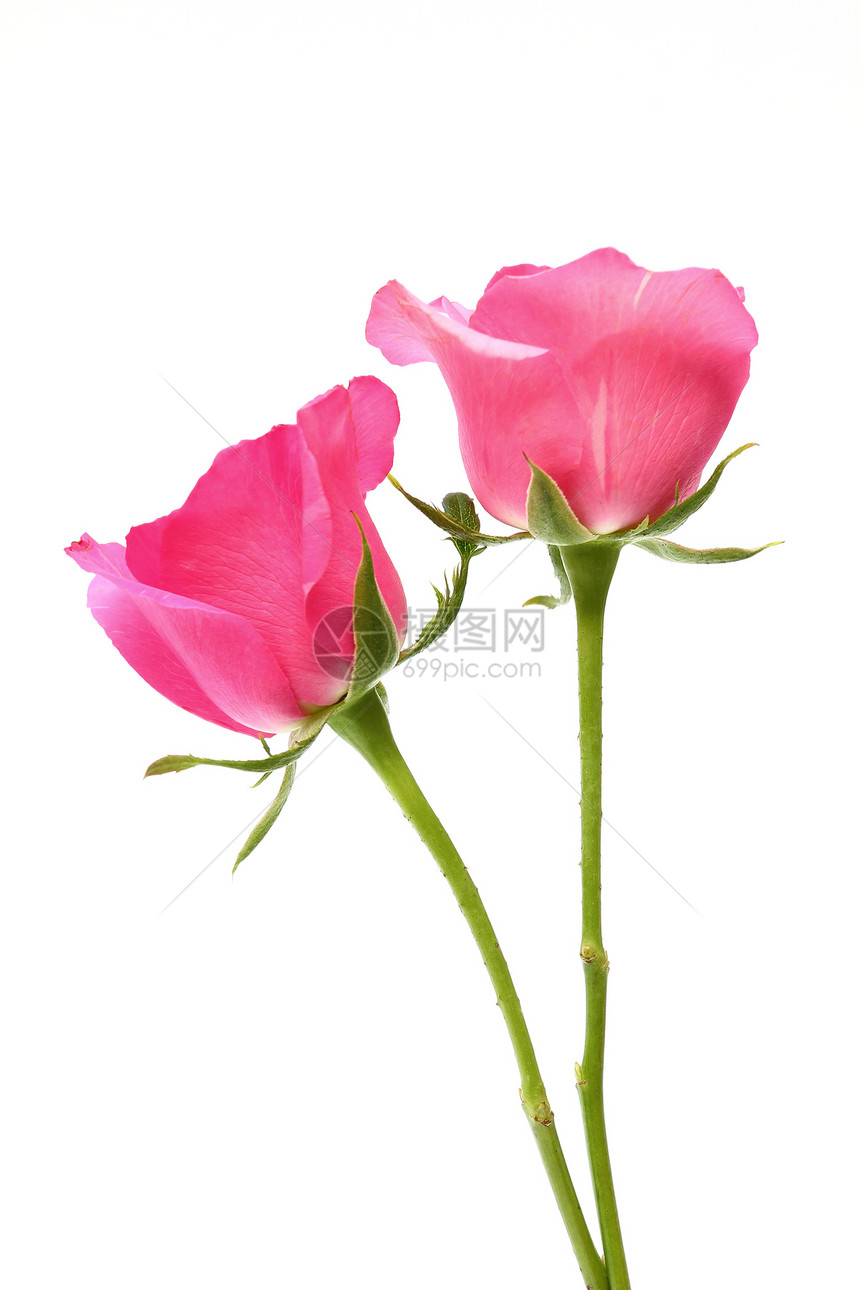 白色背景的两朵粉红玫瑰图片