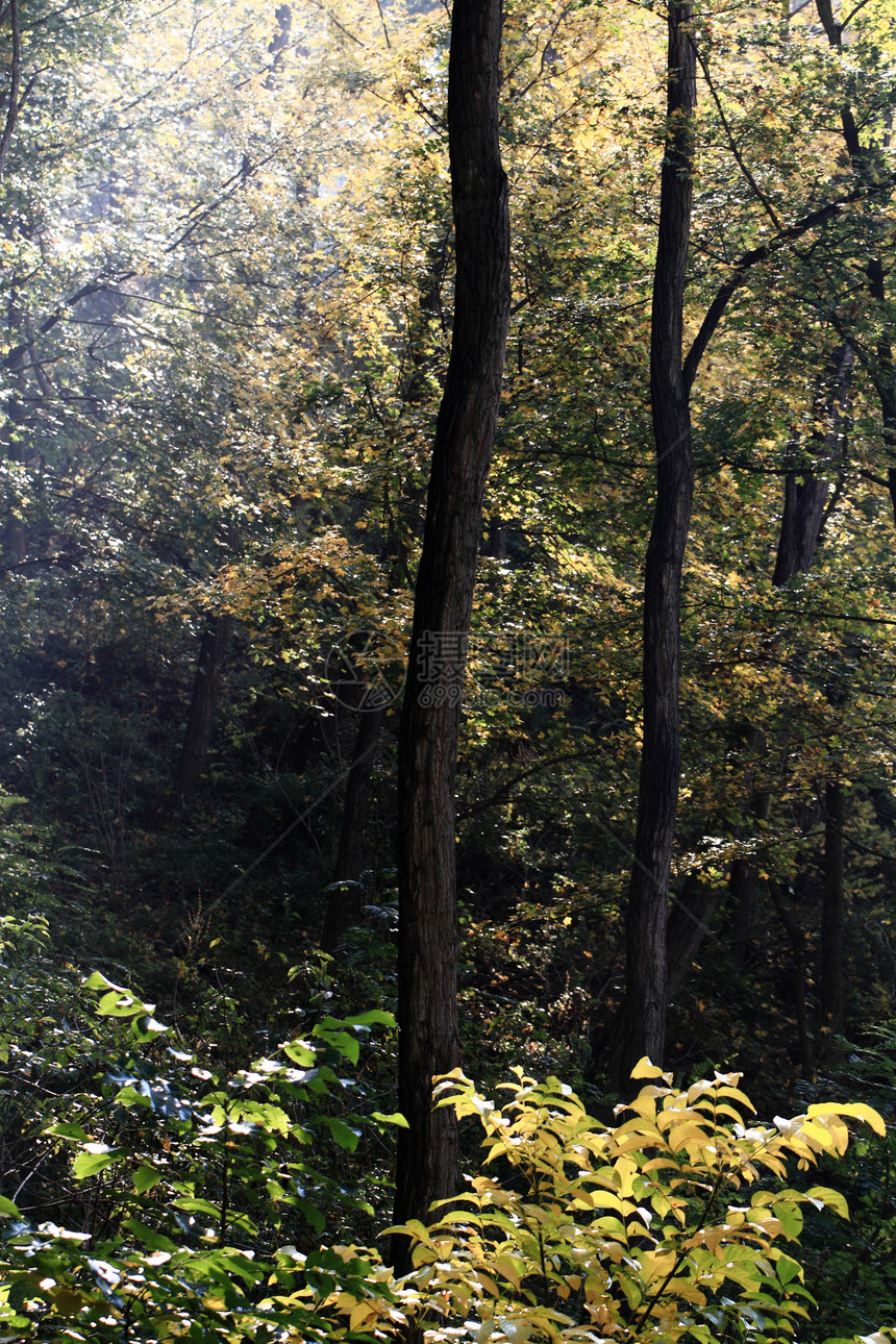 秋季公园风景叶子太阳环境森林亮度阳光木头远足季节图片