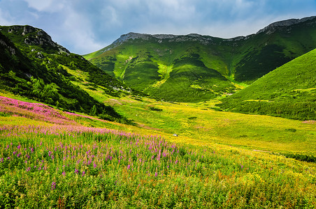带野花的高塔特拉山绿色草地背景图片
