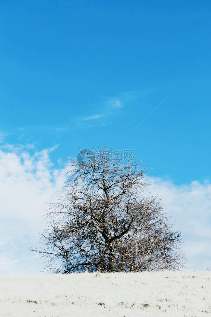 长着树木和蓝天空的寒冬风景地平线天气白色车道分支机构乡村蓝色季节天空图片