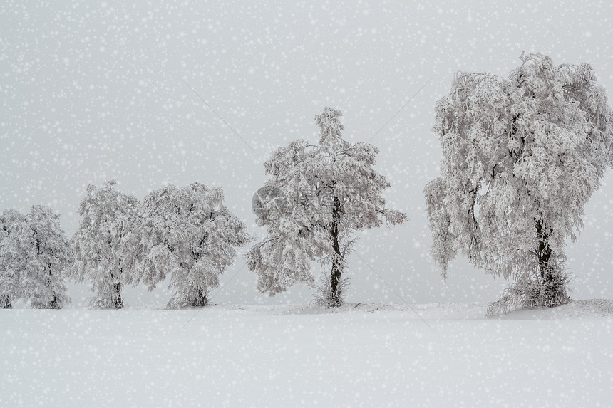 冬季风景中的雪树车道白色地平线天气分支机构乡村季节图片