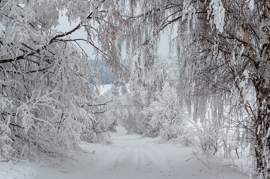 冬季风景和农村道路中的雪树白色分支机构天气乡村地平线小路季节车道图片