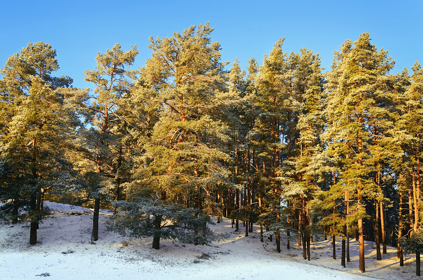 冬季森林冬令寒意寒冷松树天气大雪白色蓝天云杉林地图片