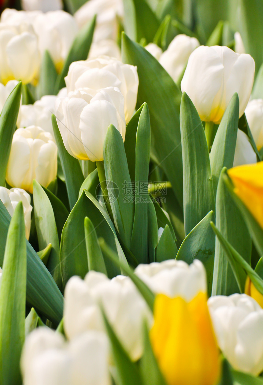 园中多彩的郁金庆典礼物郁金香场地花瓣植物花束植物群花店美丽图片
