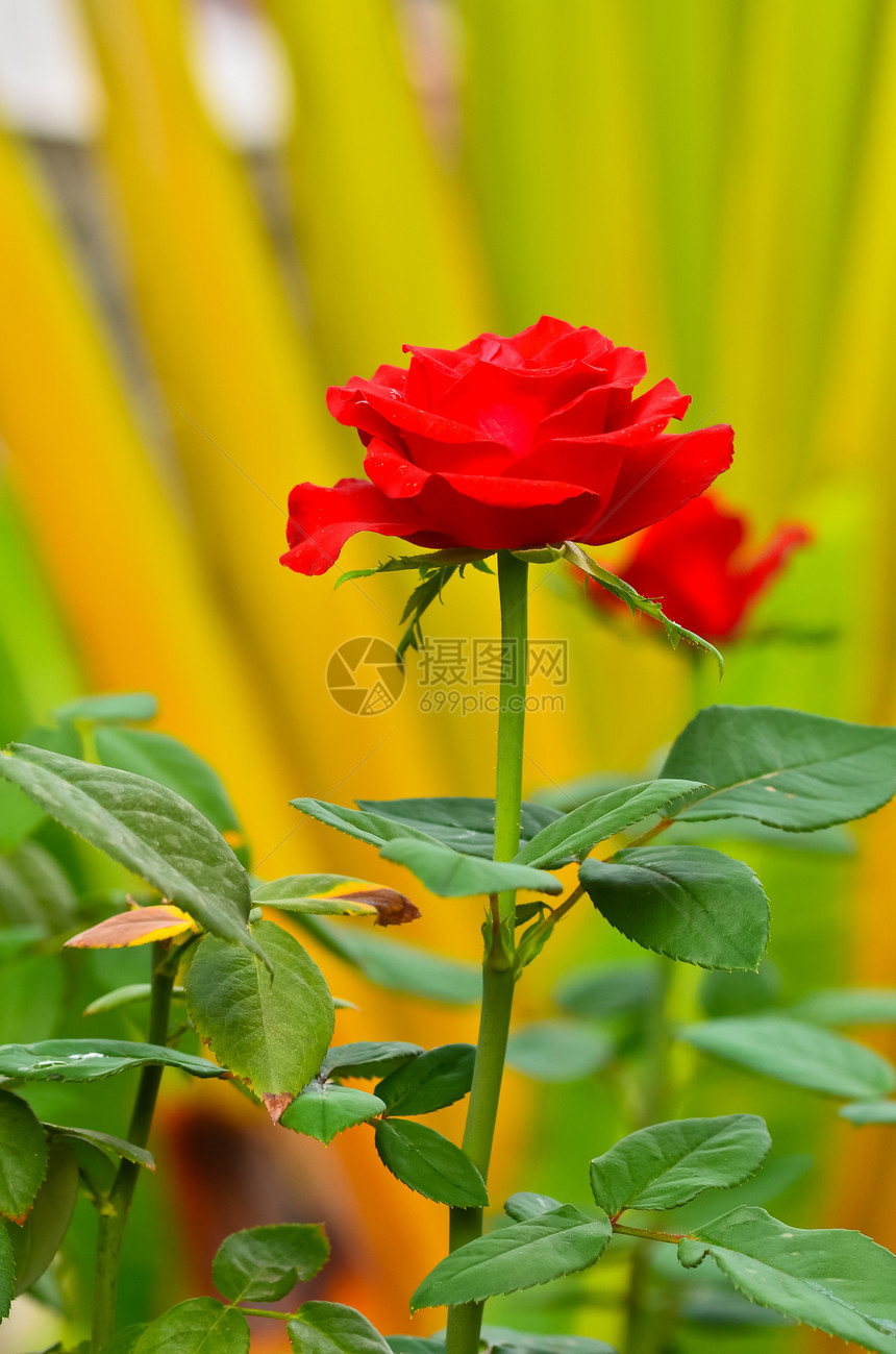 红玫瑰在分行树叶植物群衬套公园花瓣花束园艺场地植物艺术图片