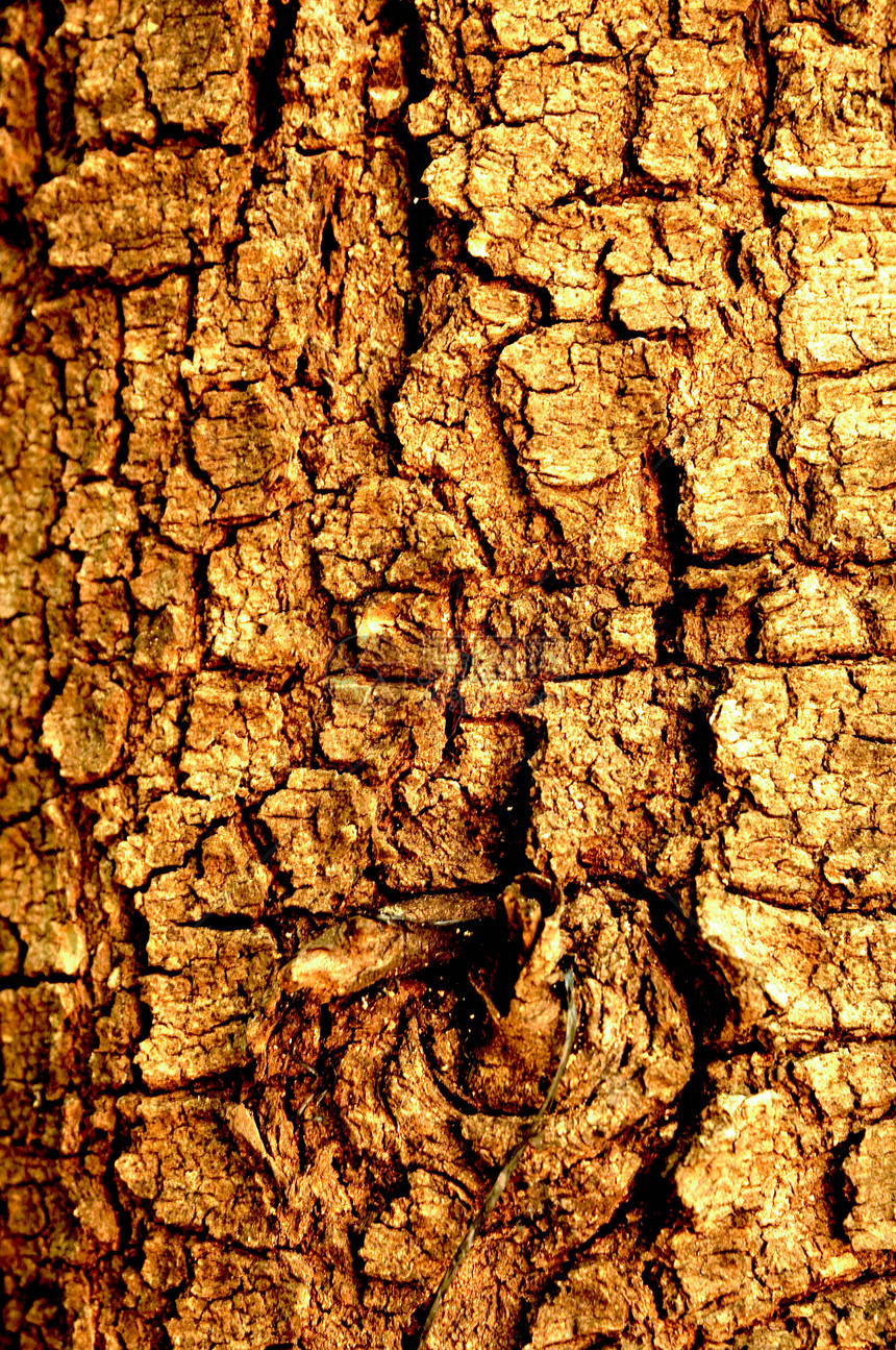 树皮树干材料森林日志木材棕色果皮木头风化皮层图片