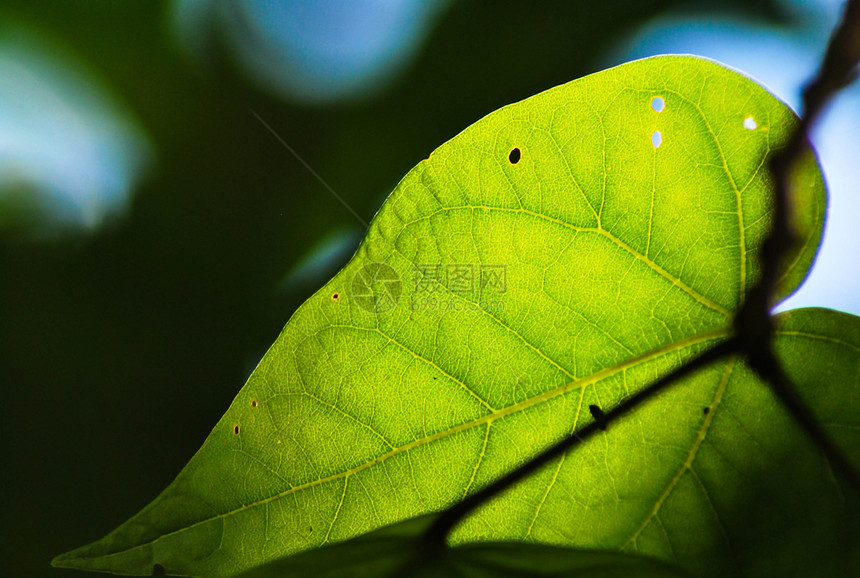 休假假期阴影晴天公园太阳细胞花园植物学叶子植物群线条图片