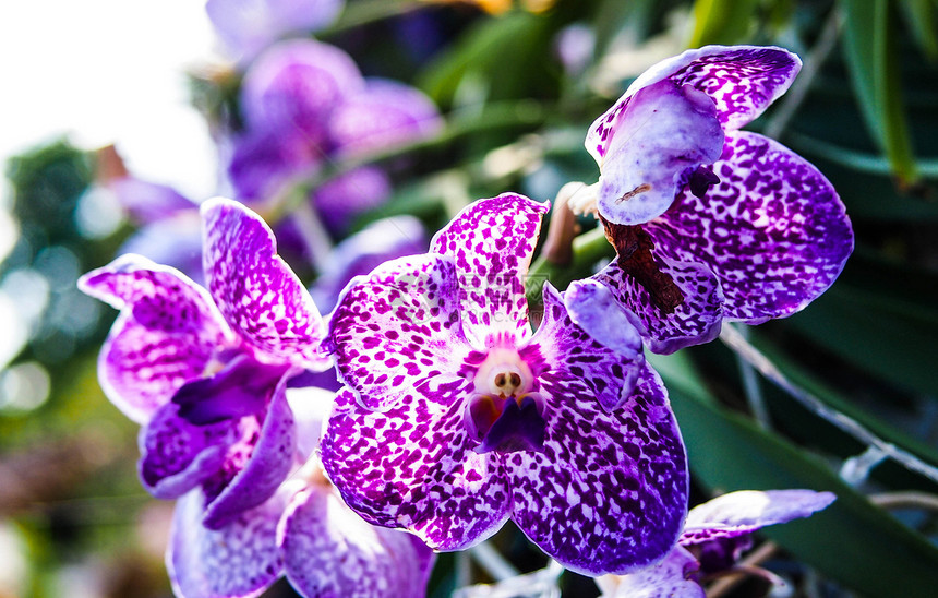 兰花植物群农村装饰花瓣叶子植物紫色热带花园环境图片