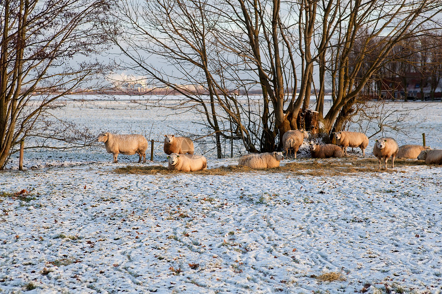 雪地上的绵羊牧场乡村衬套动物农田农村休息场地动物群农场图片