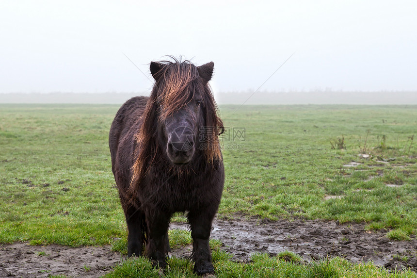 雾中牧草上的小马图片