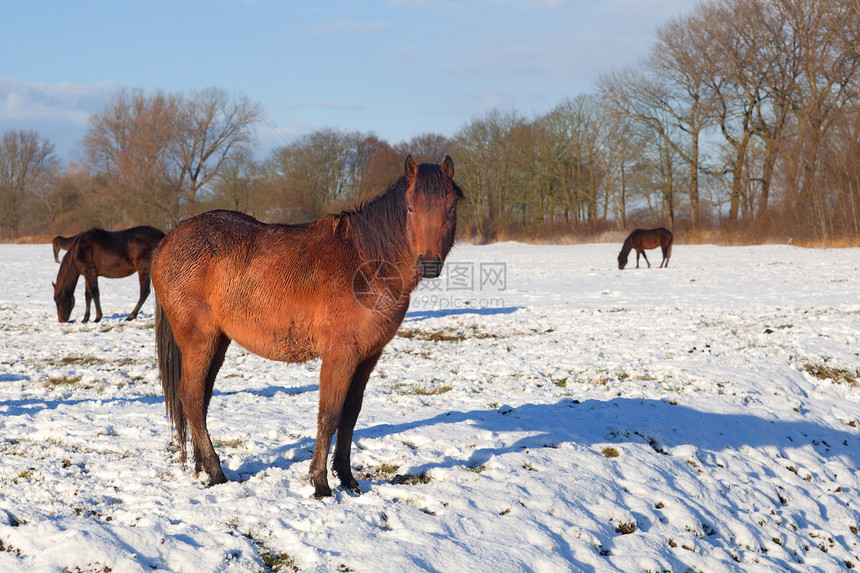 冬季牧场上的老马图片