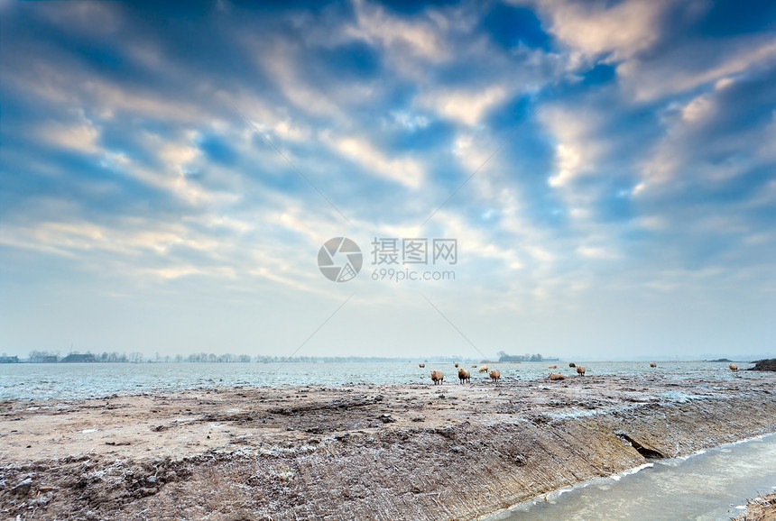 冬季牧场的绵羊草地乡村农田乌云蓝色风景场地天空白色农村图片