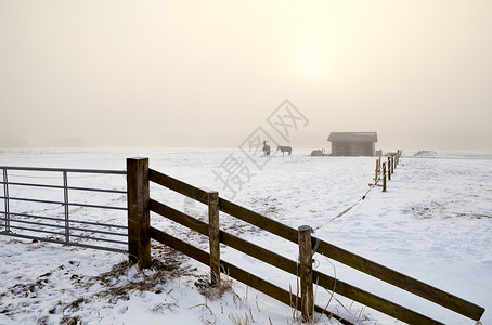浓雾中的雪牧场图片