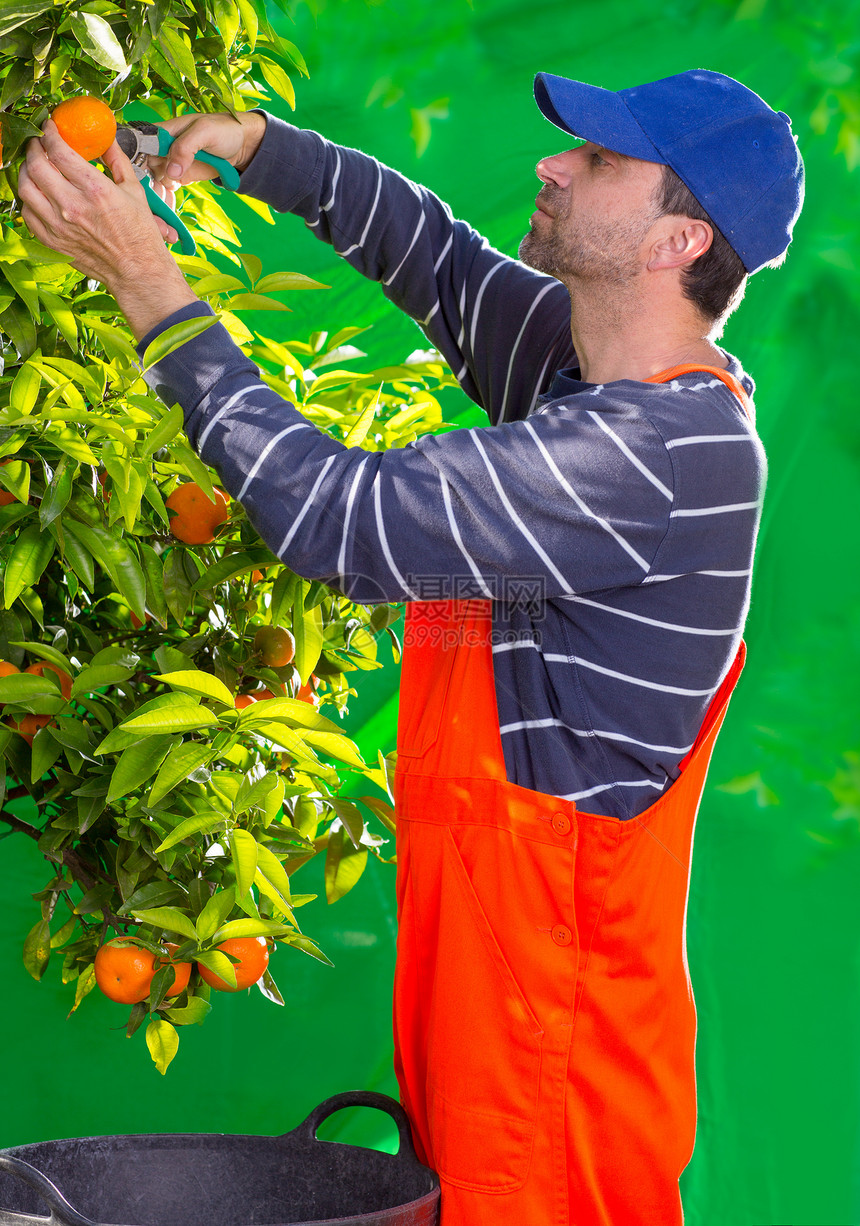 Dangerine 橙色农民收集人食物叶子收获蓝色水果树叶植物橙子场地农场图片