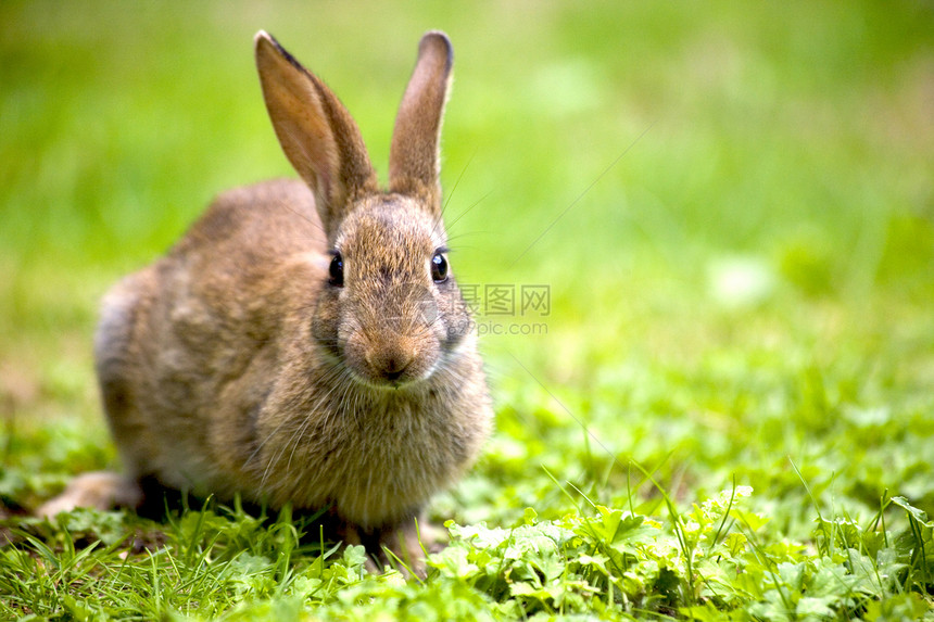 野兔荒野哺乳动物动物棕色野生动物绿色动物群草地图片