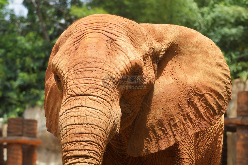 大象食草灰色野生动物动物旅游动物园哺乳动物旅行荒野水坑图片