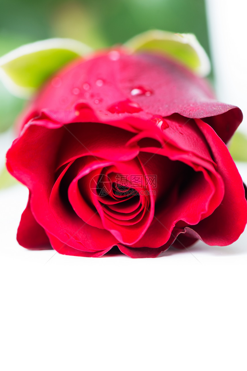 红玫瑰浪漫玫瑰白色花瓣美丽宏观红色图片
