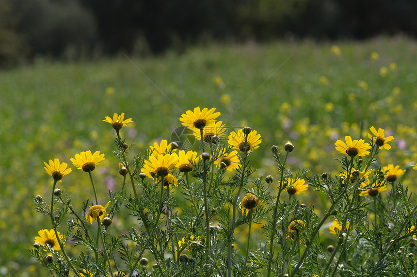 盛开的黄野生鲜花图片