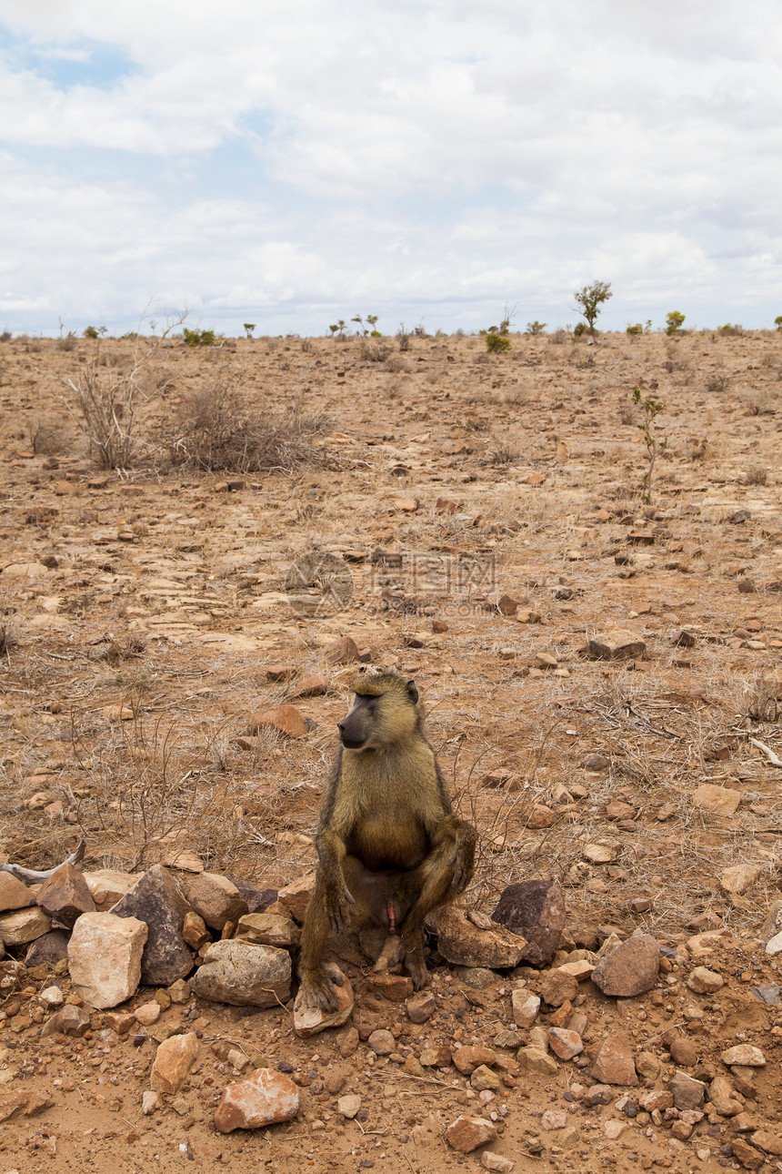 肯尼亚的Baboon毛皮动物野生动物灵长类哺乳动物女性橙子棕色狒狒荒野图片