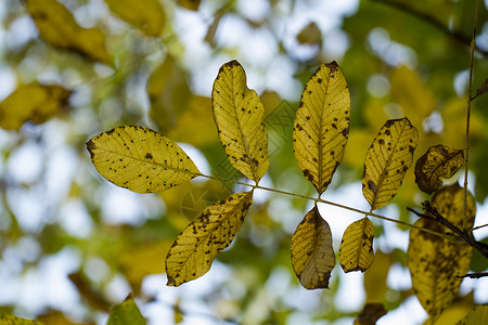 秋树的树叶叶子宏观森林生长季节黄色背景图片