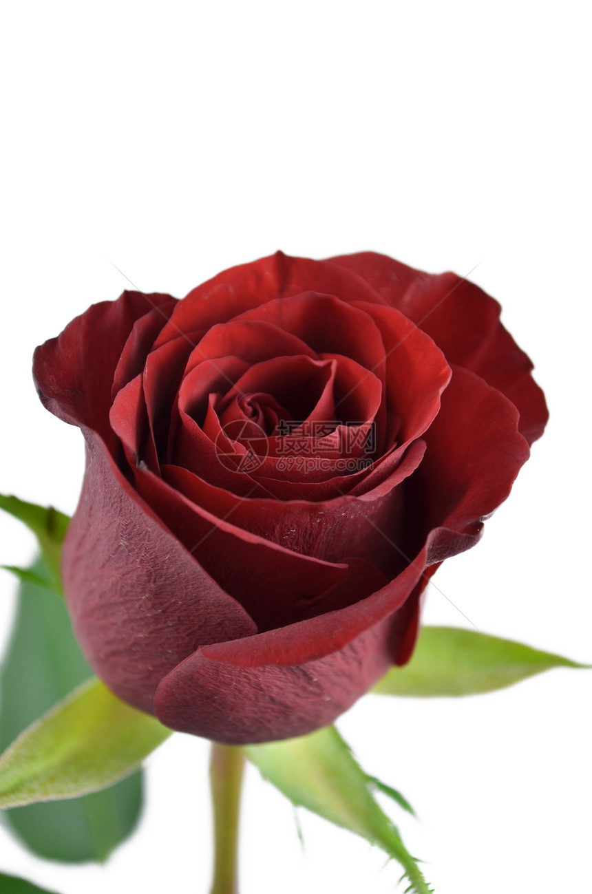红玫瑰的紧贴白色纪念日周年礼物红色浪漫图片