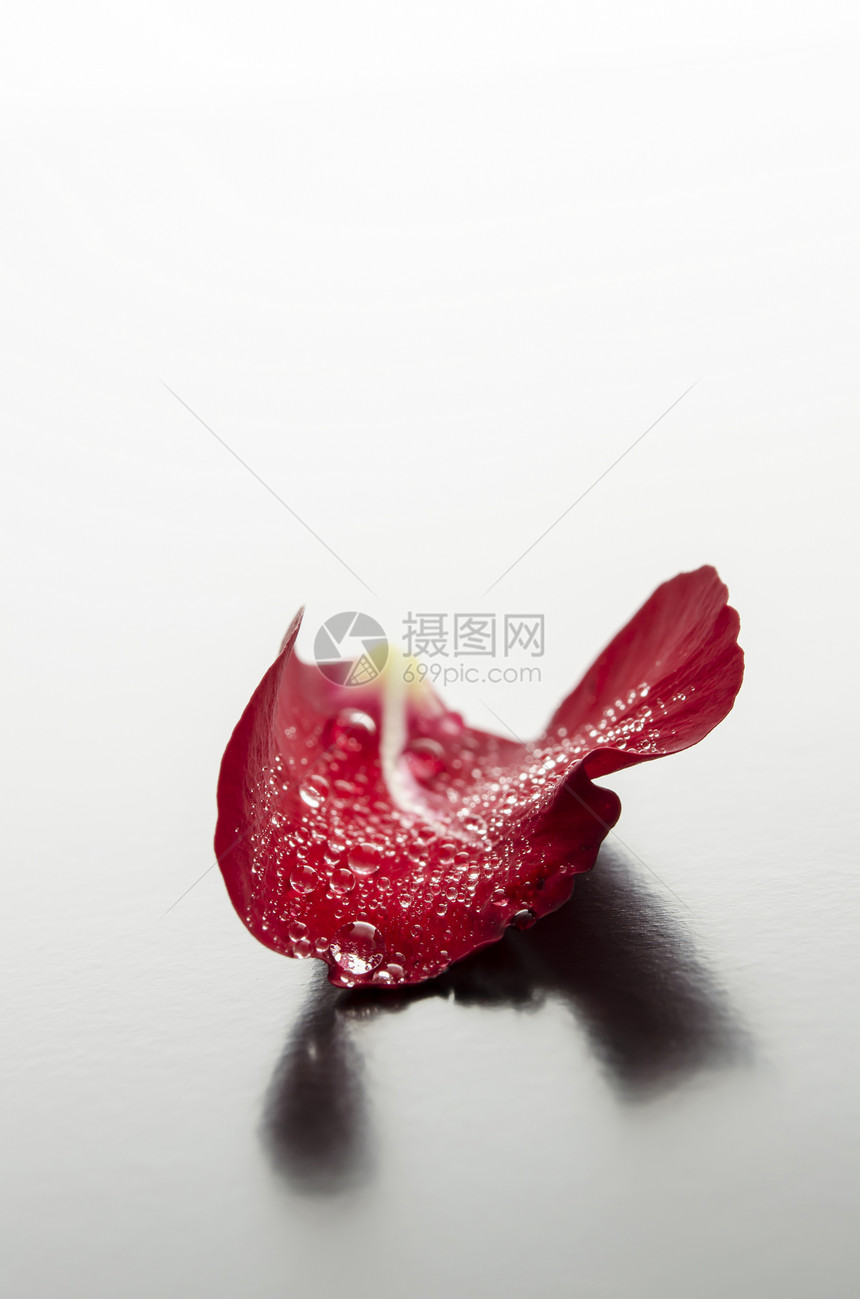 红玫瑰花瓣卡片浪漫周年宏观婚礼庆典纪念日叶子玫瑰奢华图片