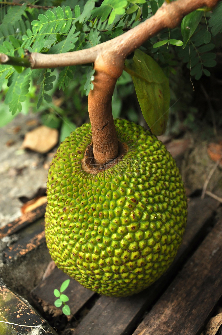 Jackfruit 粗金刚石黄色生长水果香蕉异国叶子热带绿色太阳情调图片