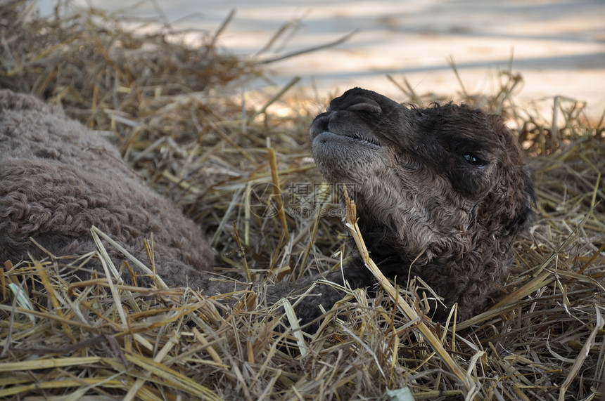 阿拉伯婴儿骆驼头发驼峰棕色天空单峰沙漠动物孩子黑色眼睛图片