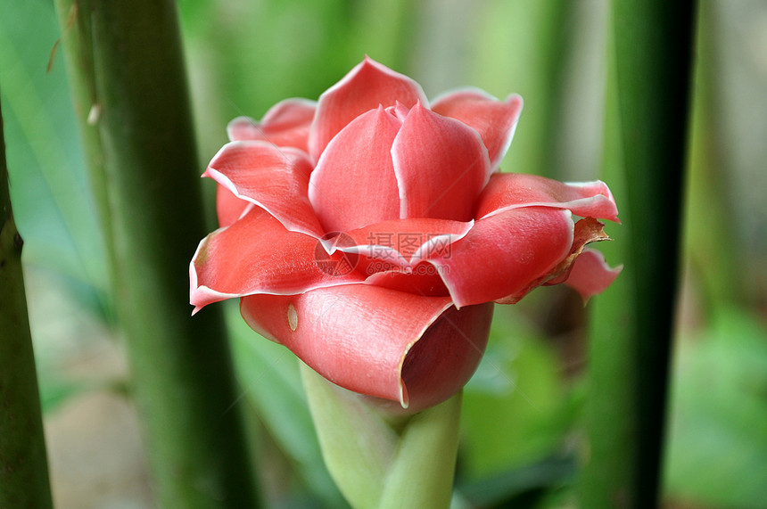 Etlingera 节食者荒野明星种子旅行叶子雨林植物群花园植被玫瑰图片