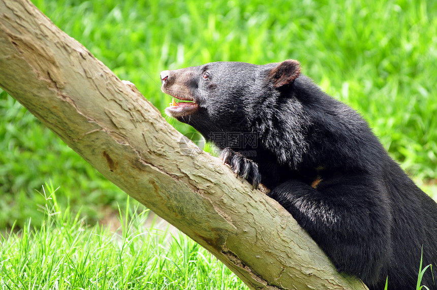 亚非黑熊毛皮食肉桌子力量热带控制板哺乳动物木工硬木野生动物图片