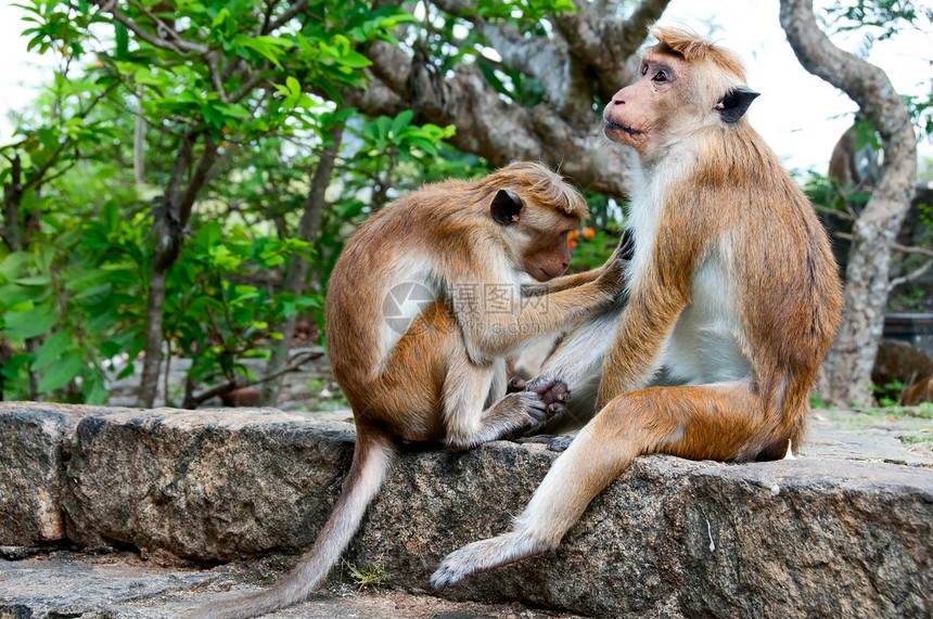 一只猴子打扫另一只猴子卫生采摘步骤头发灵长类家庭动物园朋友哺乳动物动物图片