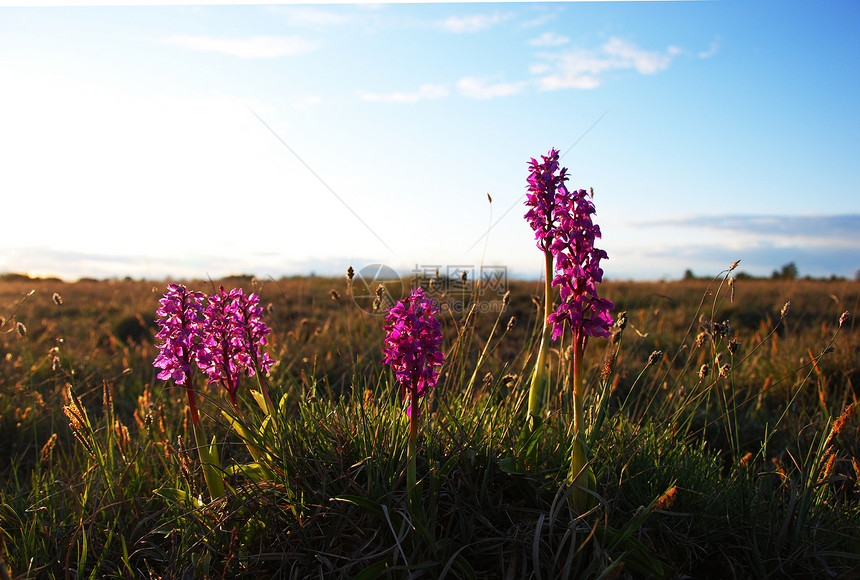 阳光中的紫花蓝色兰花保护紫色荒野团体草原植物群天空石灰石图片