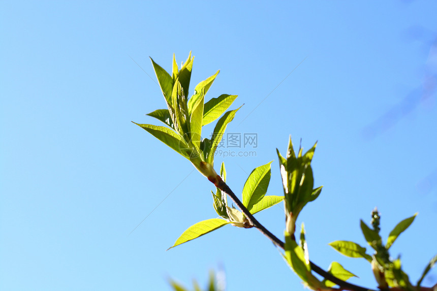 绿色树叶背景花瓣公园晴天天空金子喜悦太阳时间阳光植物图片