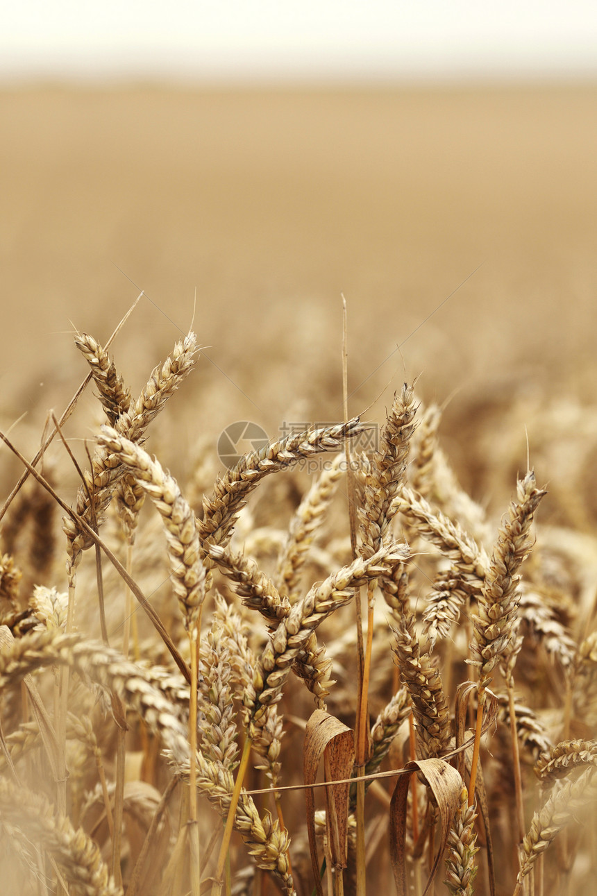 田地上小麦特写耳朵农场稻草农田国家生产金子天空种子粮食图片