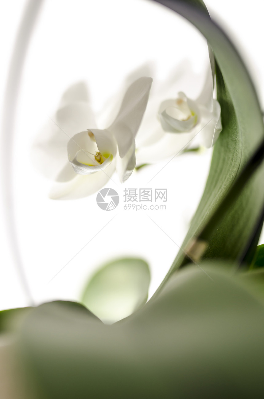 白兰花花植物花瓣植物学白色香味压痛图片